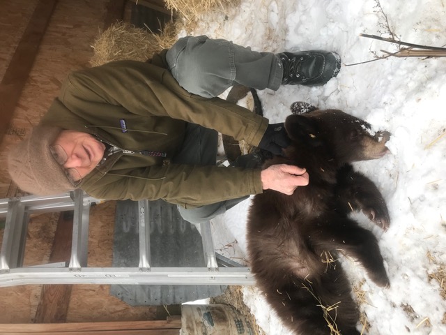 George De Giorgio Black Bear Cub IMG 1854