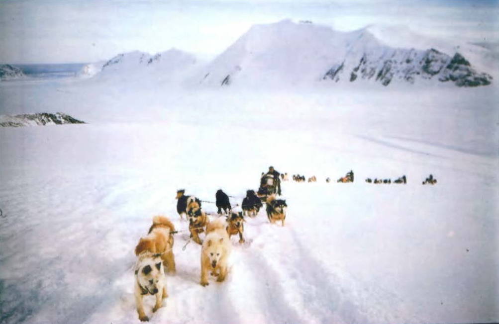 George De Giorgio Sleddogs