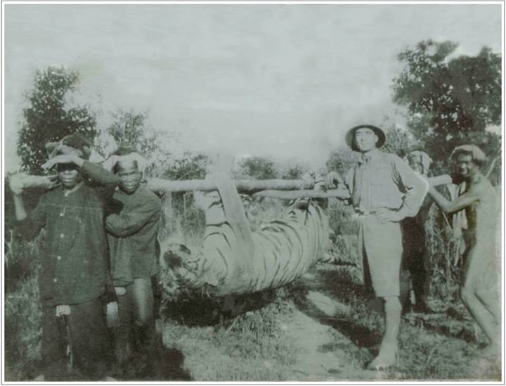 George Degiorgio Tiger